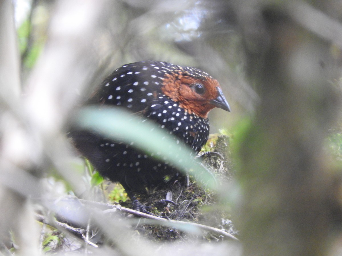 Ocellated Tapaculo - ML460520891