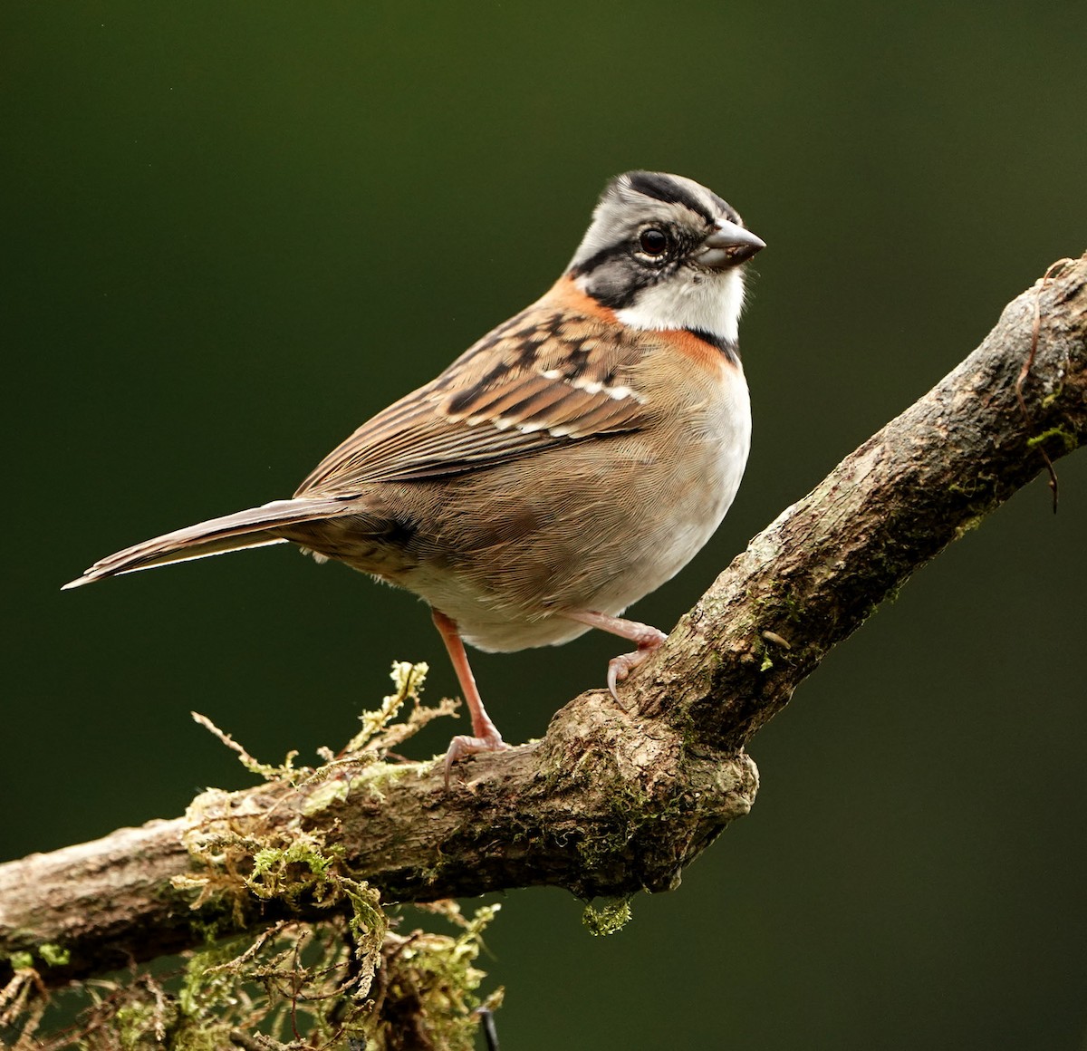 Rufous-collared Sparrow - Cathy Sheeter