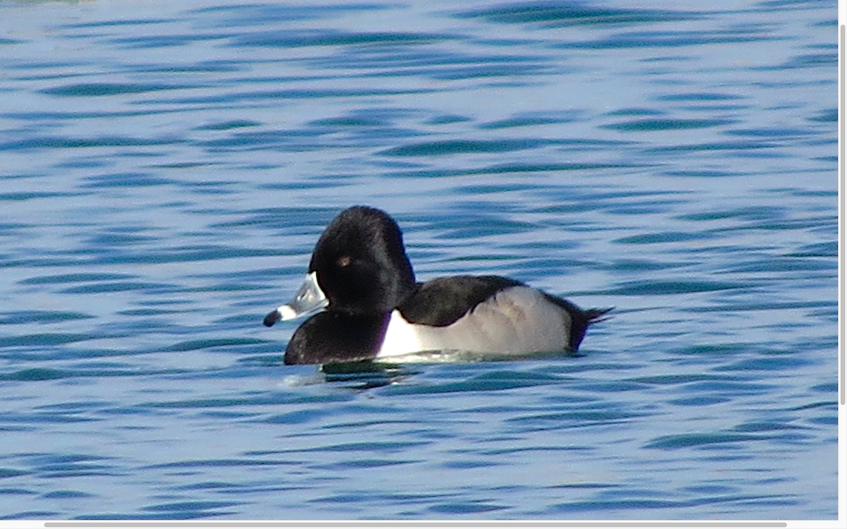 Ring-necked Duck - ML46052671