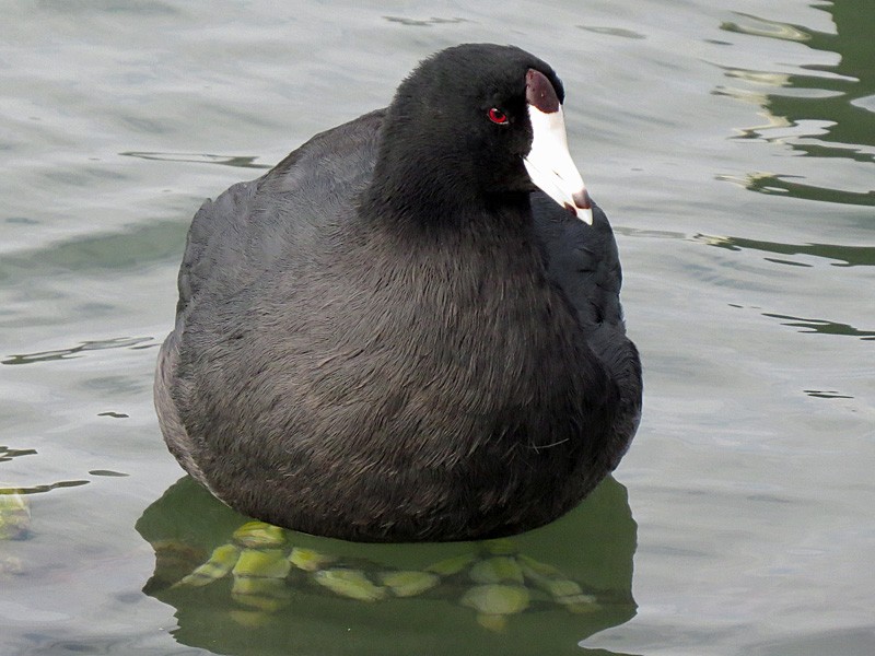American Coot - wendy wright