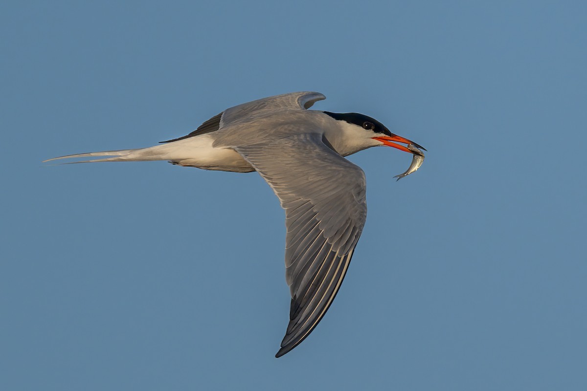 Common Tern - ML460531881