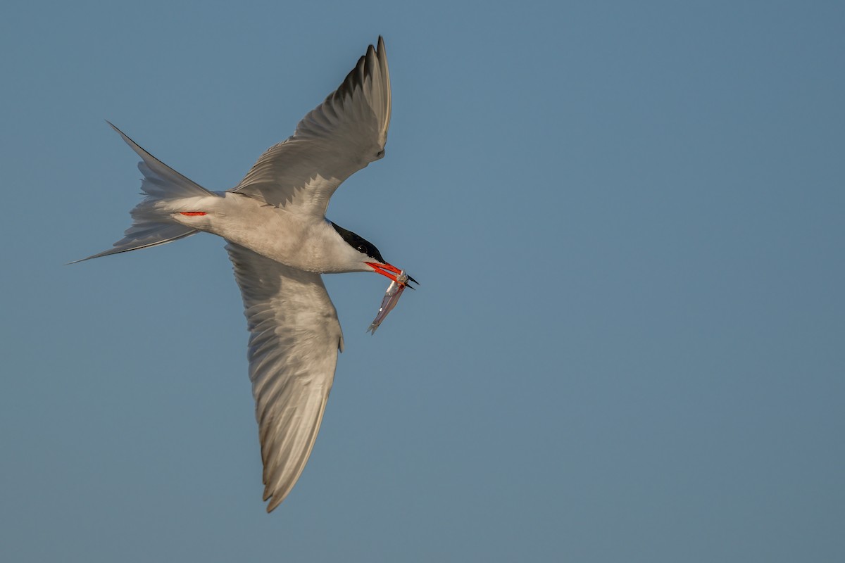 Common Tern - ML460531991