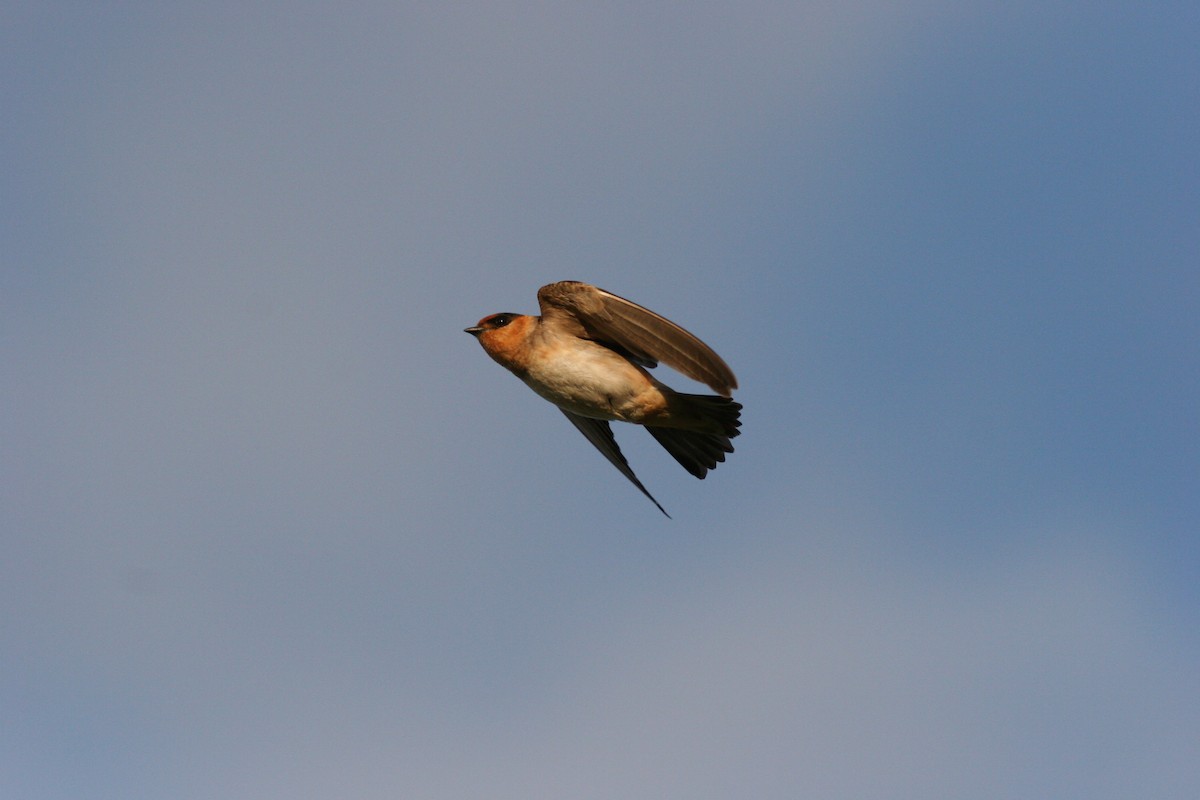 Cave Swallow - ML46054551