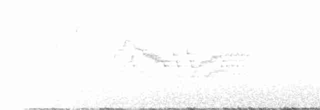 Дрізд-короткодзьоб канадський - ML460550781