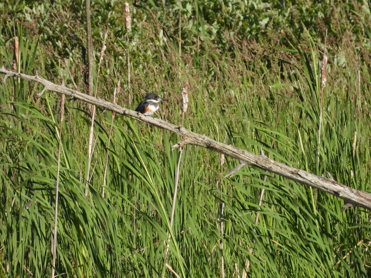 Belted Kingfisher - ML460553741