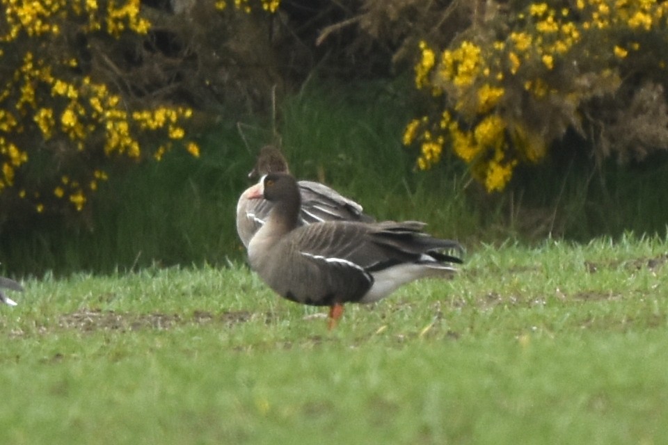 Lesser White-fronted Goose - ML460554841