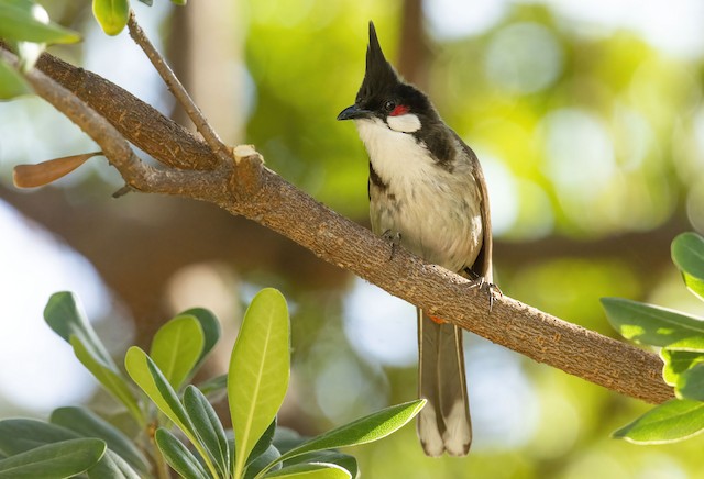 紅耳鵯 Ebird