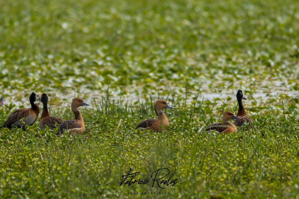 Fulvous Whistling-Duck - ML460561921