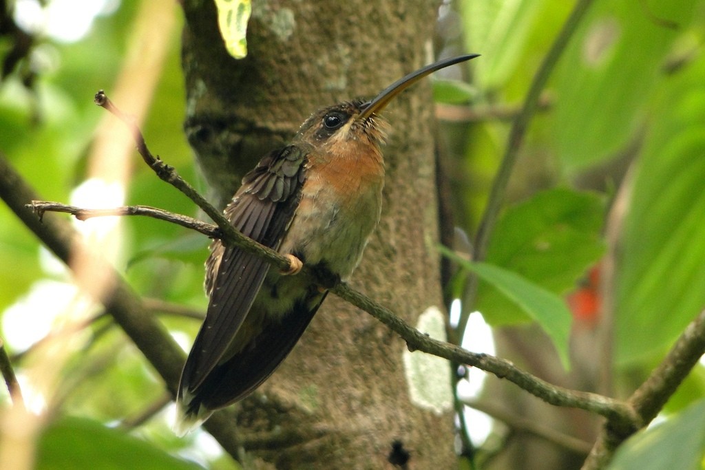 Rufous-breasted Hermit - ML46056261