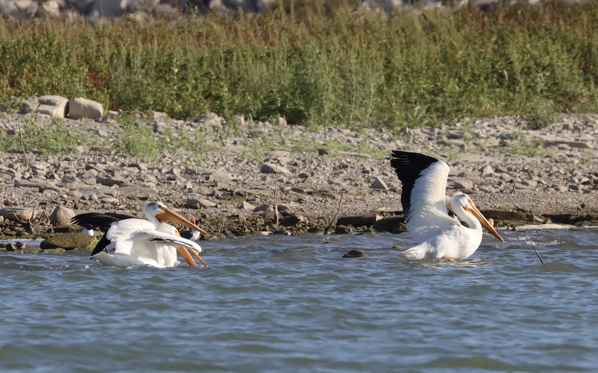 pelikán severoamerický - ML460565131