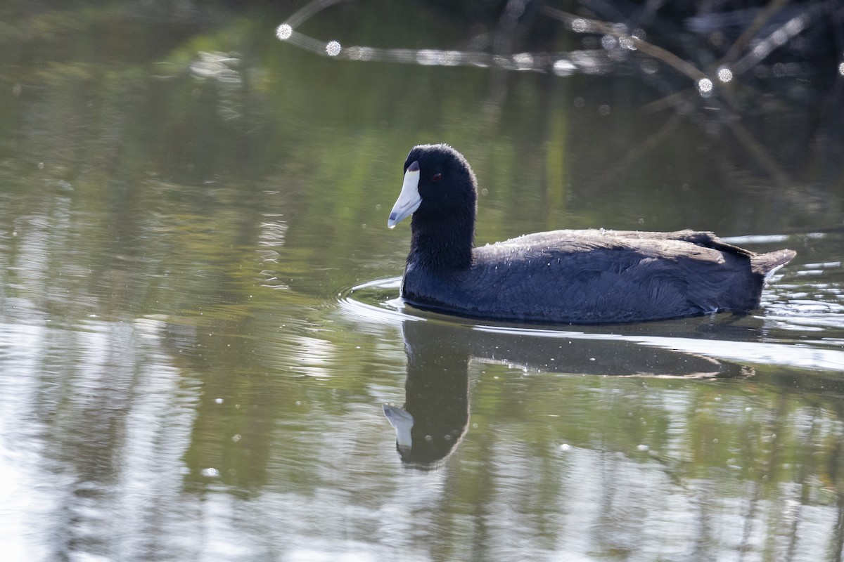 American Coot (Red-shielded) - ML460566761