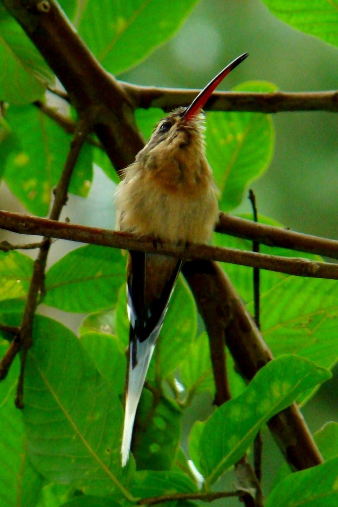 Солнечный колибри-отшельник - ML46056691