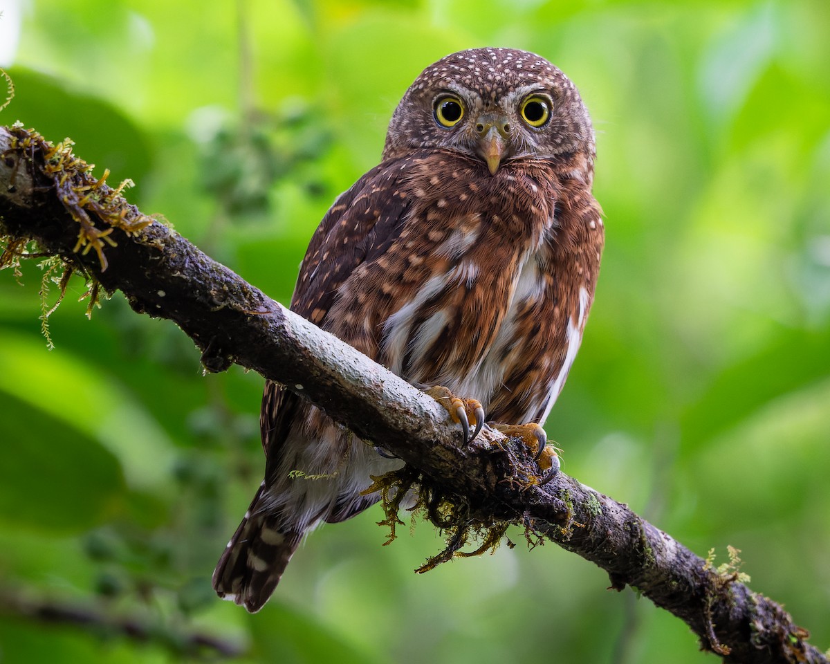 Costa Rican Pygmy-Owl - José Orozco
