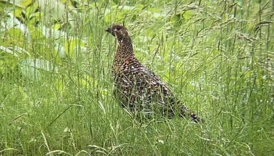 Spruce Grouse - Chase Moser