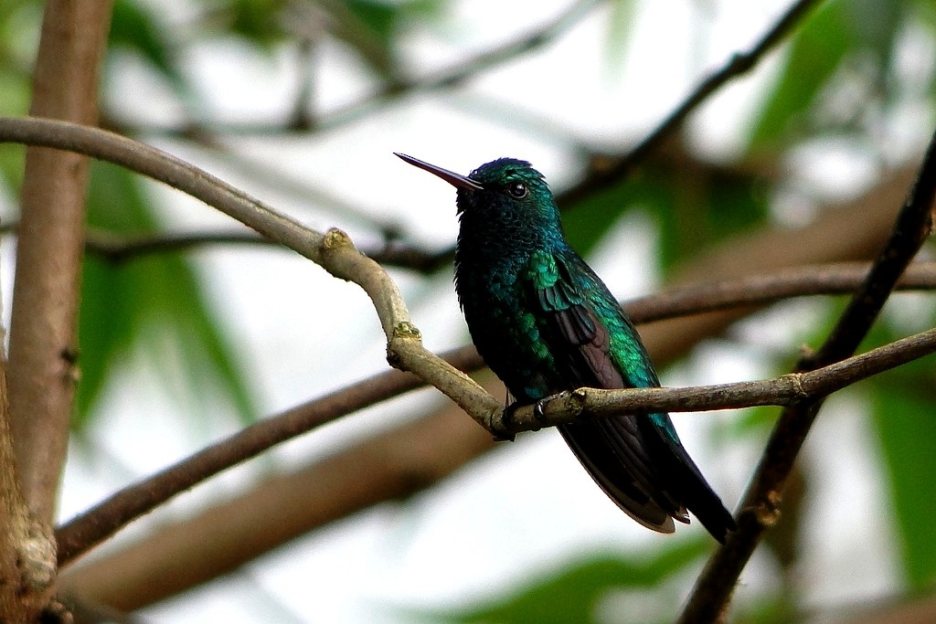 kolibřík modrobradý - ML46059101