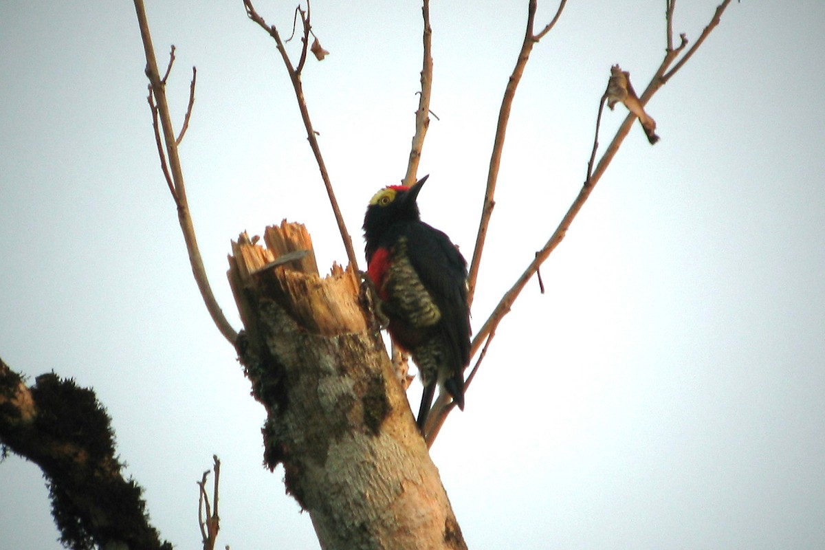 Yellow-tufted Woodpecker - ML460591041