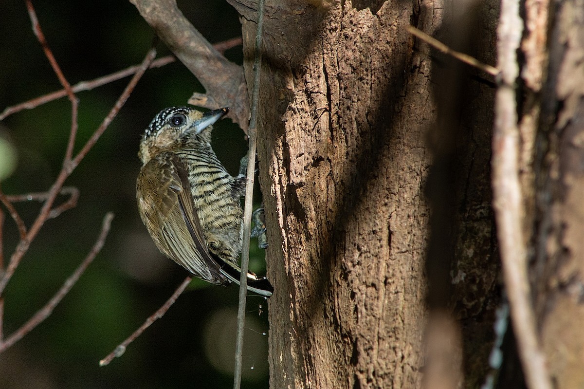 White-barred Piculet - ML460591741