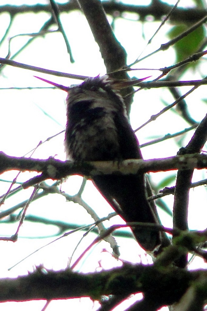 kolibřík paraguayský - ML46059201