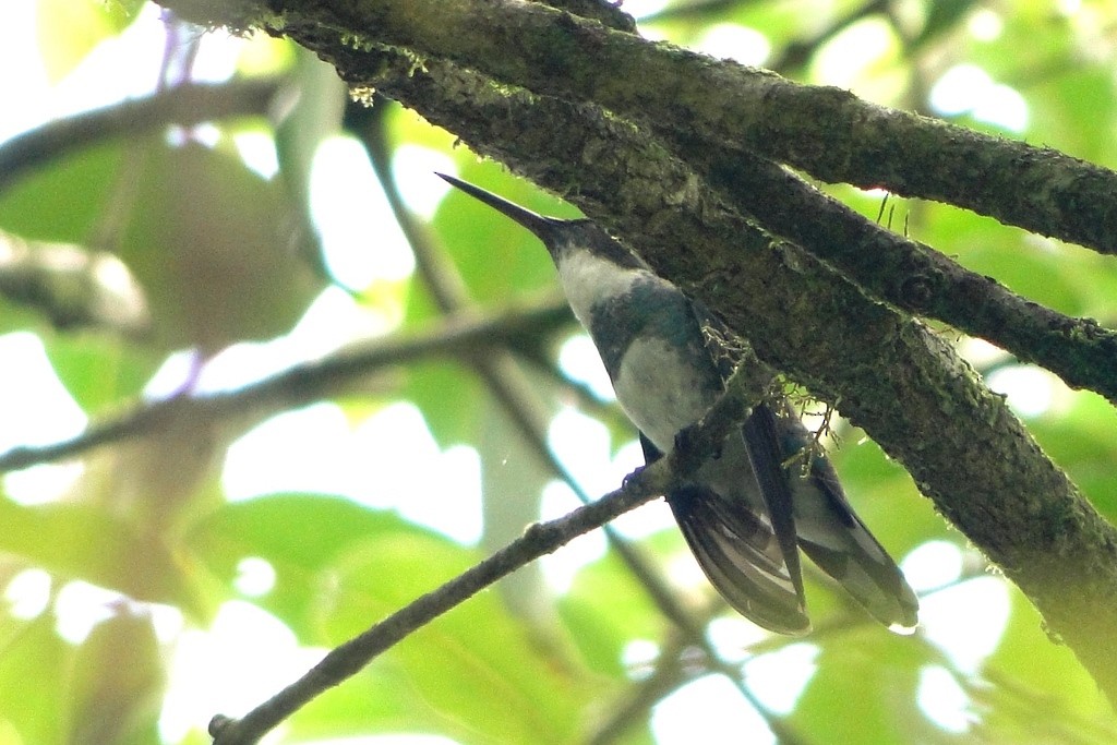 White-throated Hummingbird - ML46059841