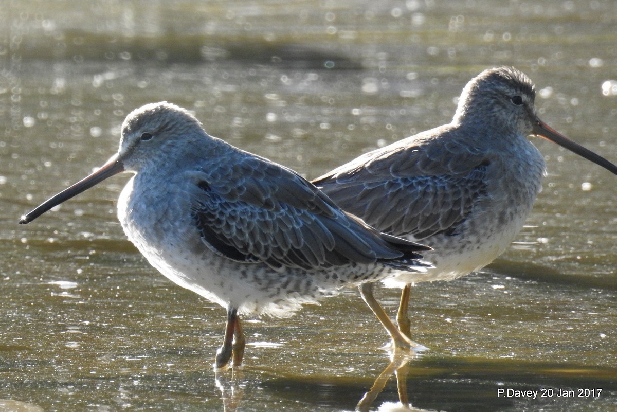 Long-billed Dowitcher - ML46060001