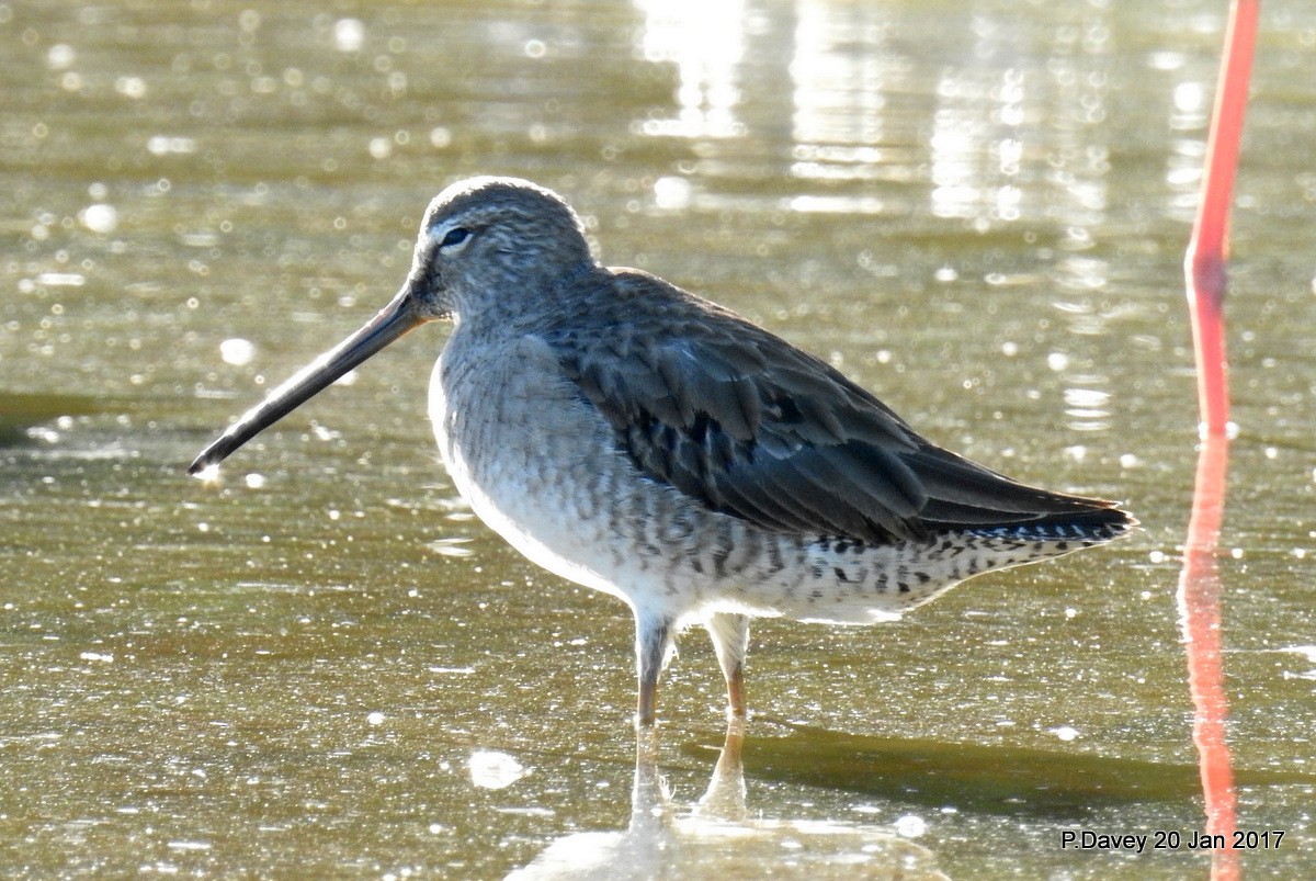 Long-billed Dowitcher - ML46060071
