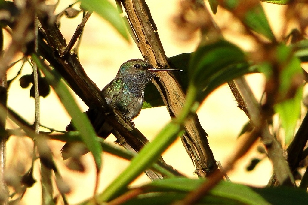 kolibřík safírový - ML46060521