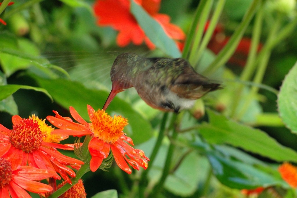 kolibřík savanový - ML46060641
