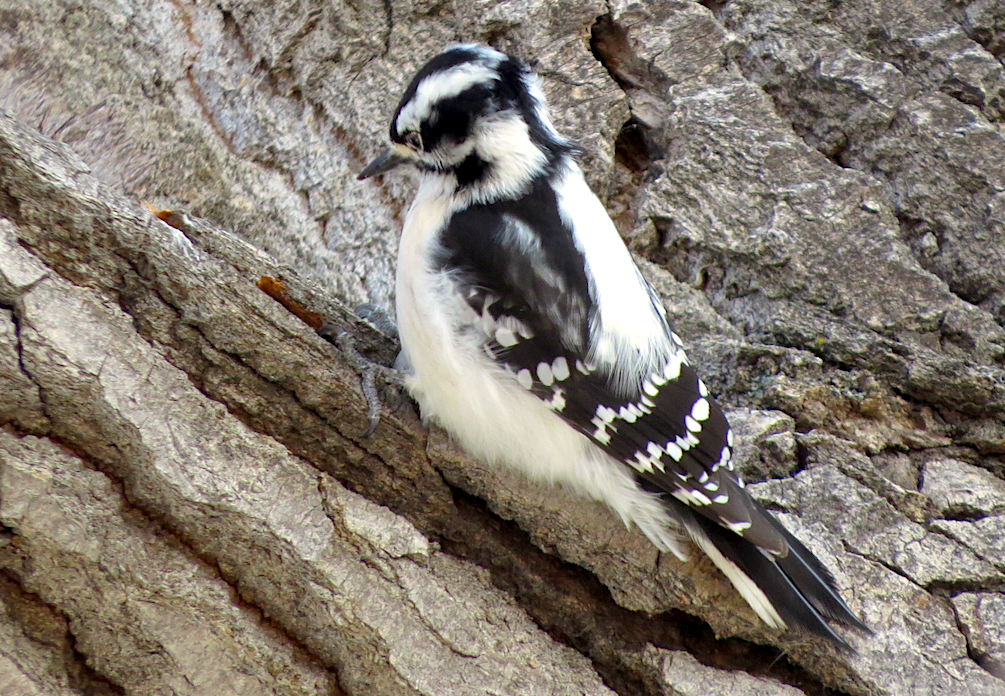 Downy Woodpecker (Eastern) - ML46061101