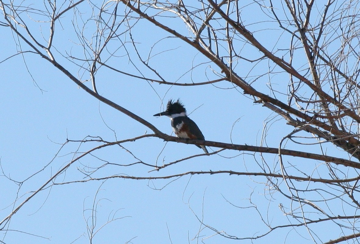 Belted Kingfisher - ML46061931