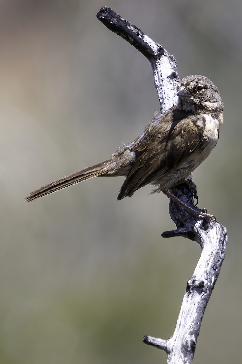 Bell's Sparrow (belli) - Connor Cochrane