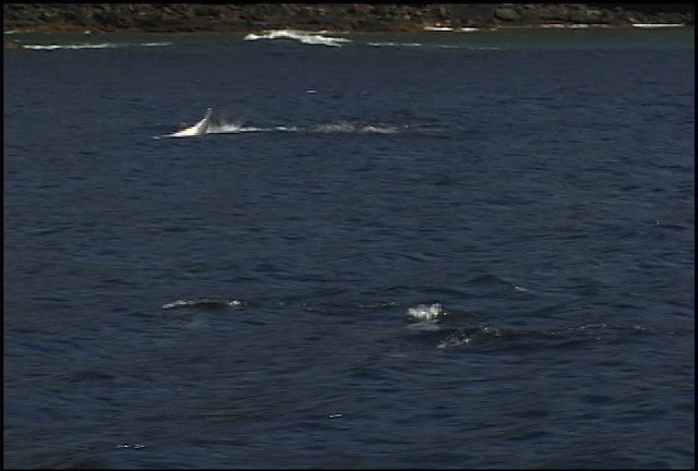 Hawaiian Spinner Dolphin - ML460628