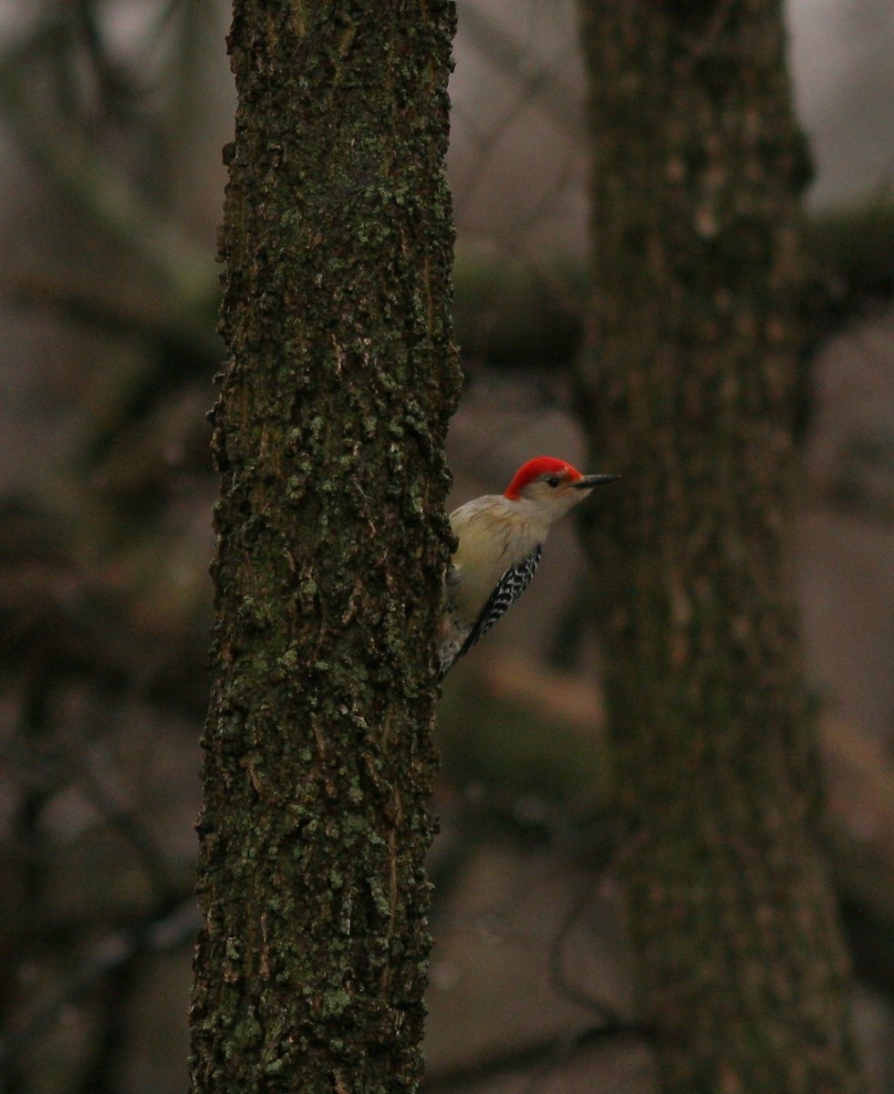 Red-bellied Woodpecker - ML46062891