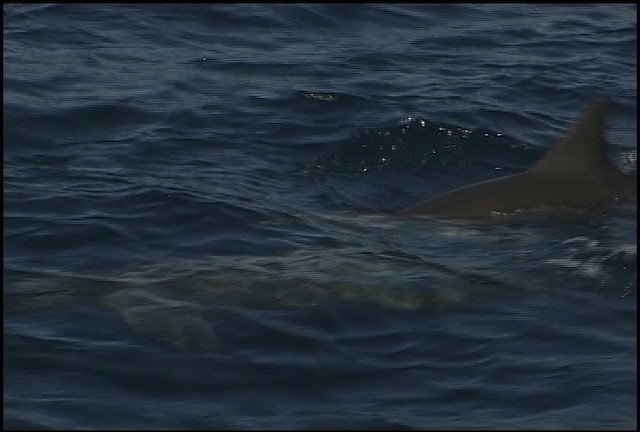Hawaiian Spinner Dolphin - ML460629