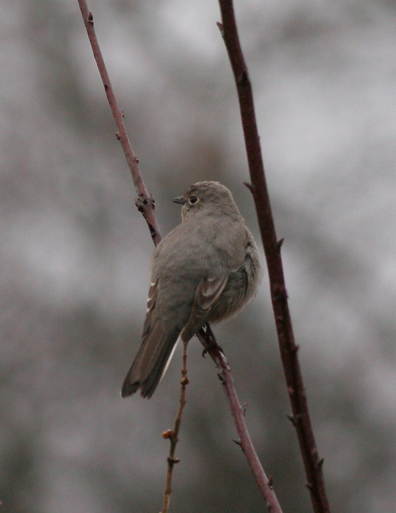 Townsend's Solitaire - ML46062951