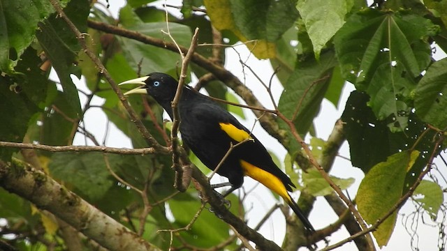 Yellow-rumped Cacique - ML460632391