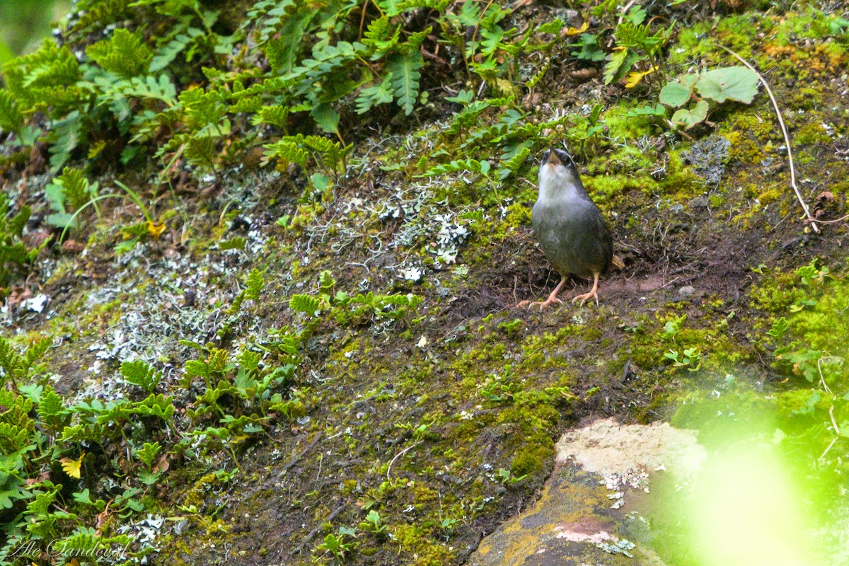Zimmer's Tapaculo - ML460633221