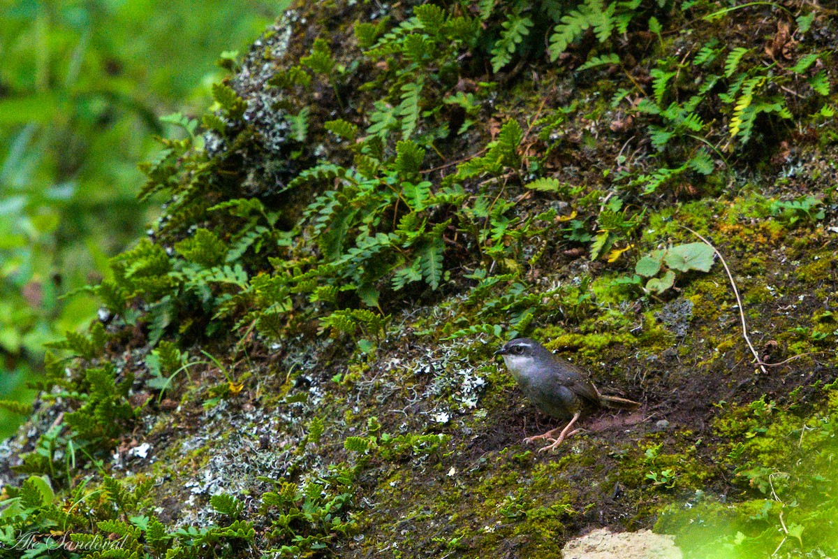 Zimmer's Tapaculo - ML460633241