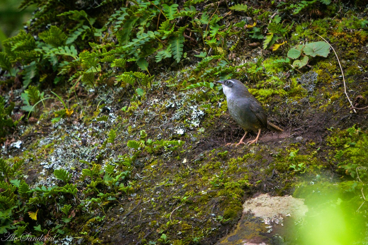 Zimmer's Tapaculo - ML460633351