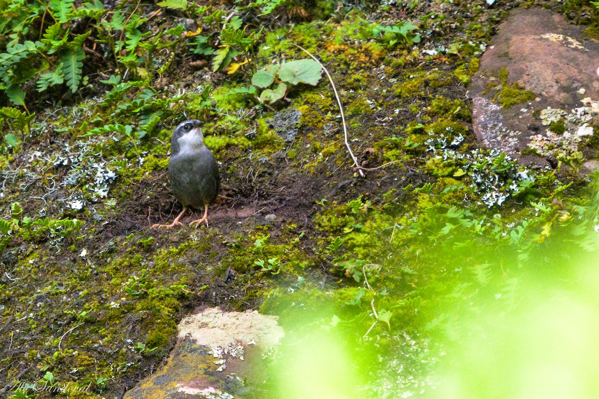 Zimmer's Tapaculo - ML460633381