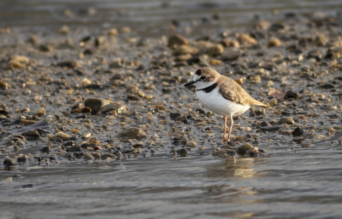 Collared Plover - ML460634161