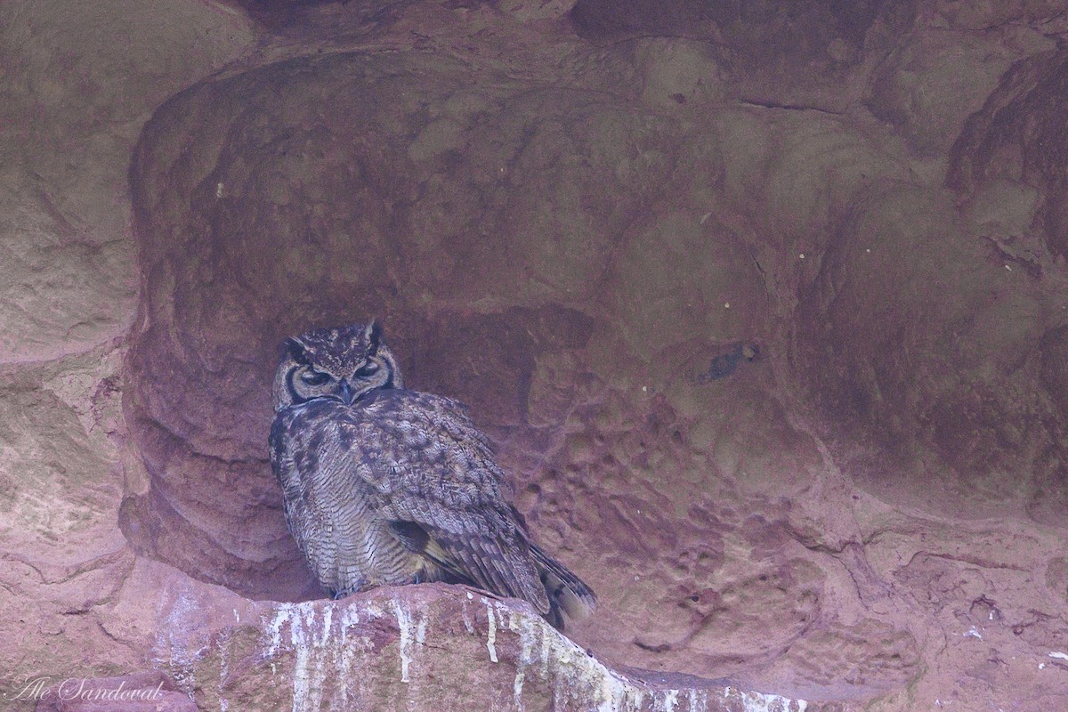 Lesser Horned Owl - ML460634681