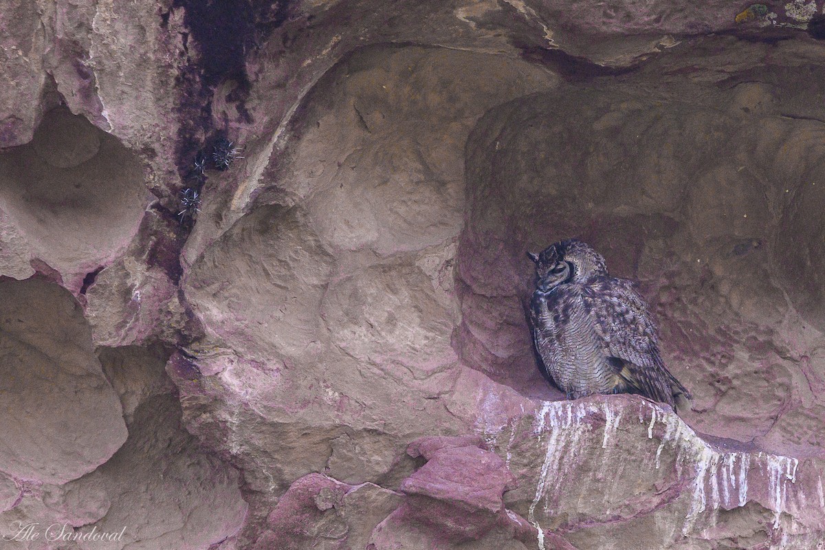 Lesser Horned Owl - ML460634691
