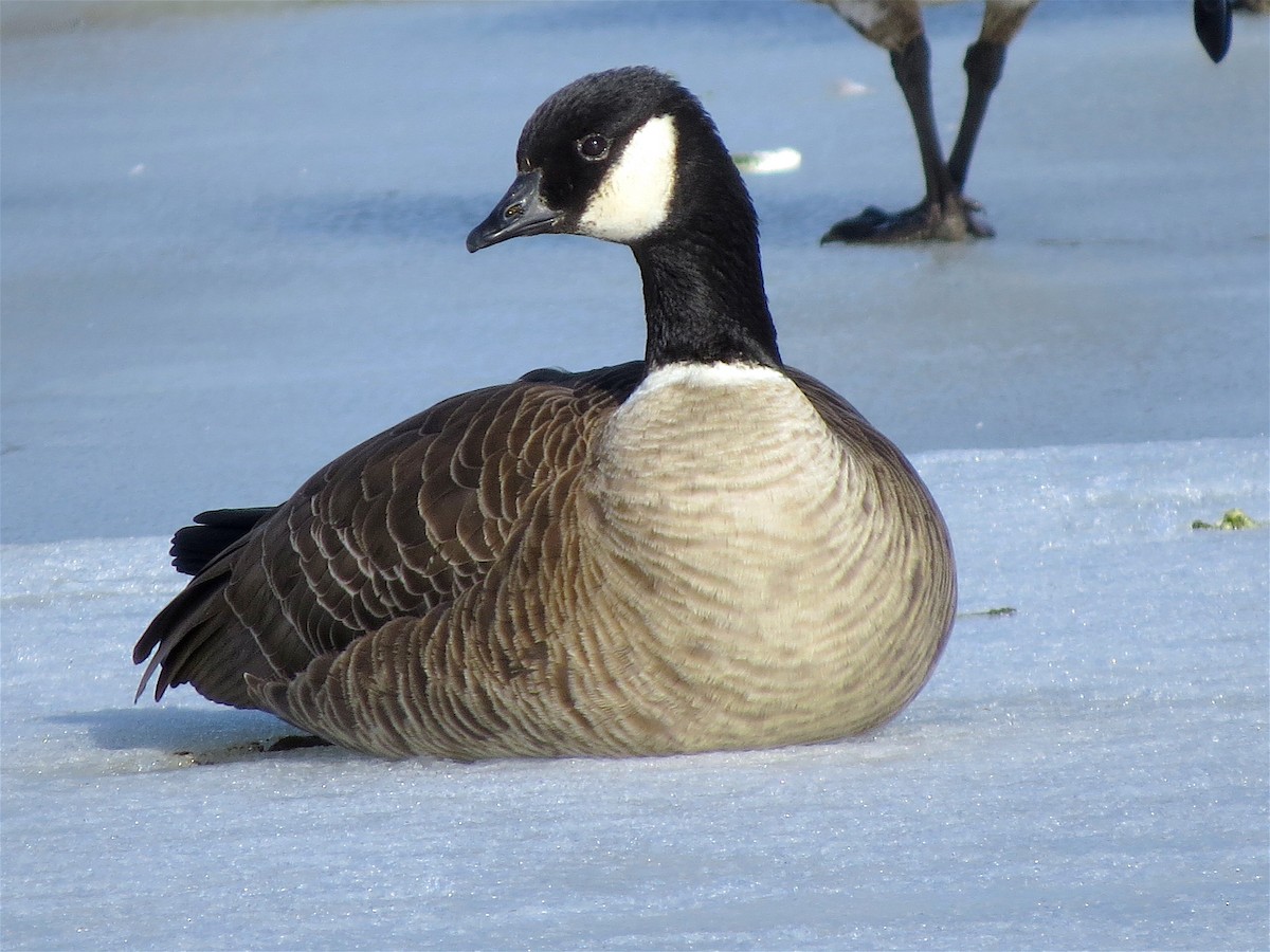 Cackling Goose (Richardson's) - ML46063991