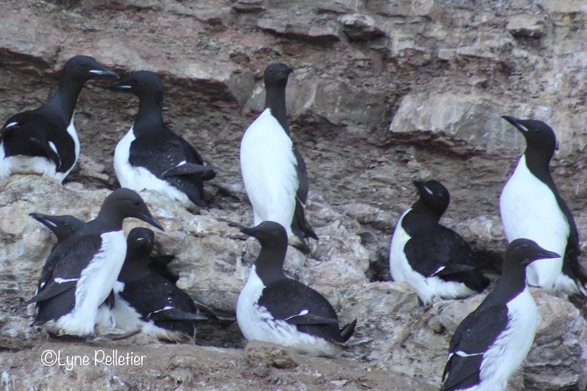 Thick-billed Murre - ML460641551
