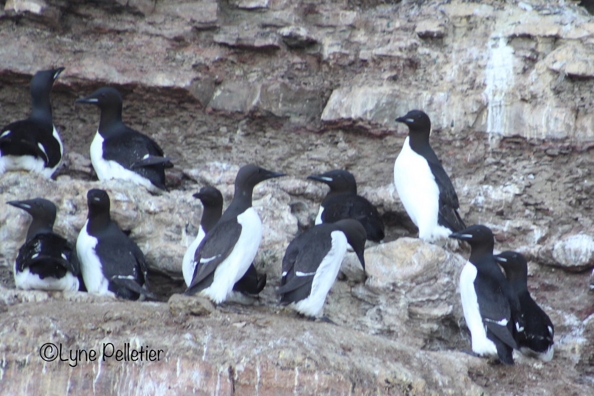Thick-billed Murre - ML460641561