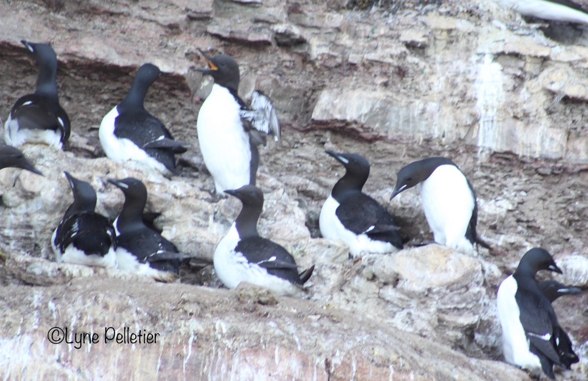 Thick-billed Murre - ML460641571