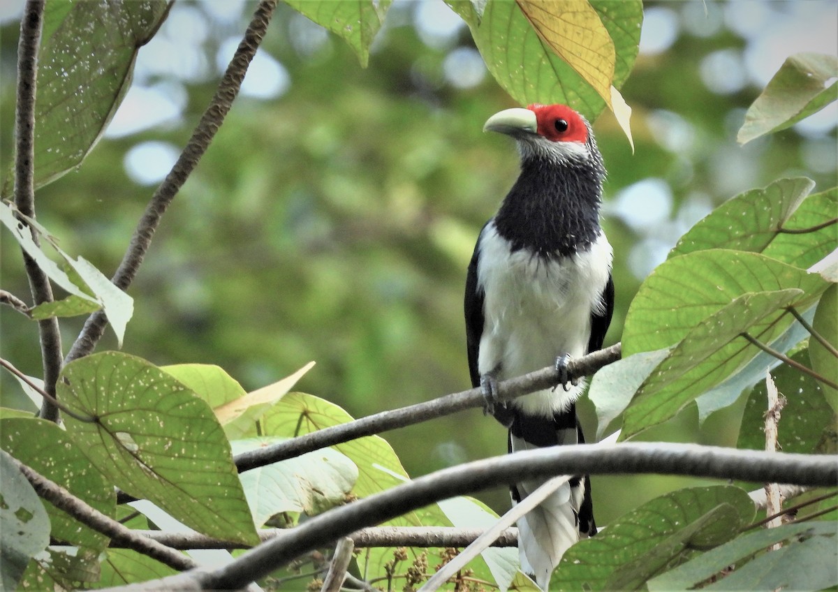 Red-faced Malkoha - ML460641801