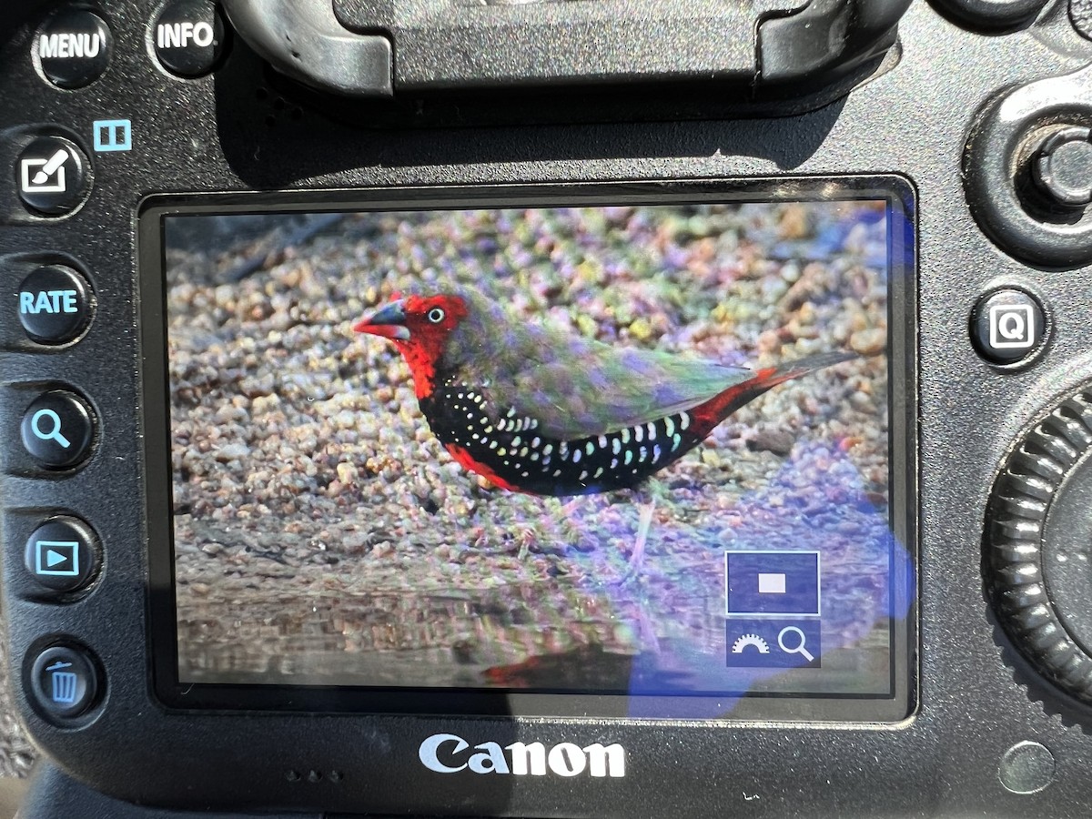 Painted Firetail - ML460647891