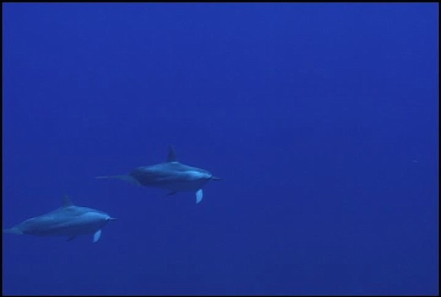 Hawaiian Spinner Dolphin - ML460650