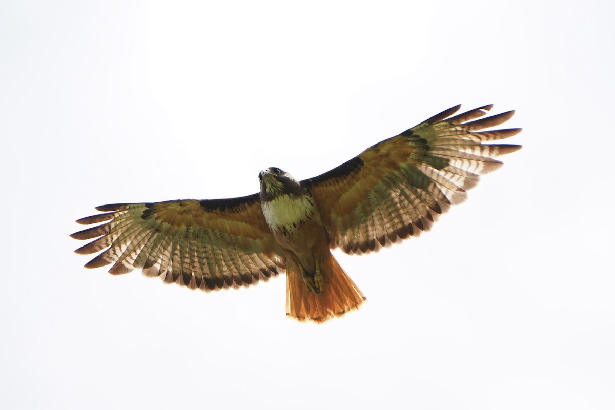 Red-tailed Hawk (costaricensis) - ML460650491